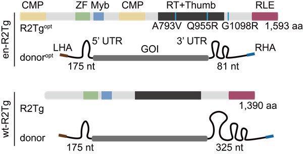 中科院實現(xiàn)以核糖核酸為媒介的基因精準寫入 有望為遺傳病帶來全新治療方式(圖2)