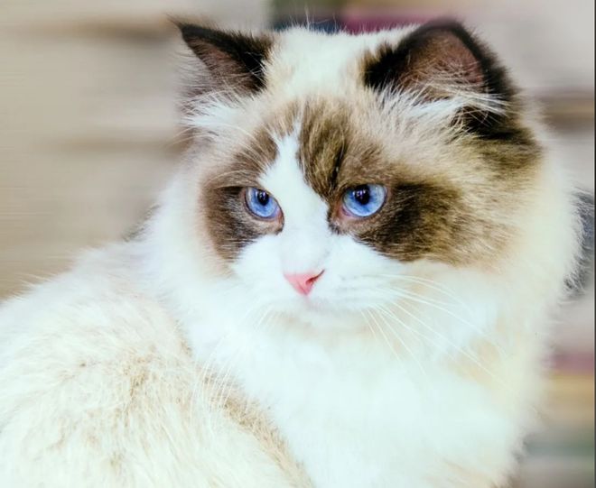 3萬買貓后續(xù)治療費6萬法院判了！(圖2)