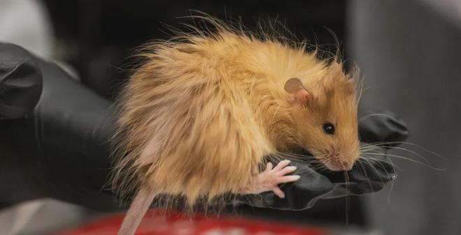 世界首次！喬治·丘奇團(tuán)隊(duì)“復(fù)活”已滅絕一萬(wàn)多年的“冰原狼”計(jì)劃2028年復(fù)活猛犸象(圖4)