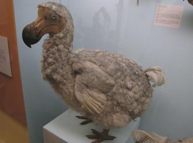 世界首次！喬治·丘奇團(tuán)隊(duì)“復(fù)活”已滅絕一萬(wàn)多年的“冰原狼”計(jì)劃2028年復(fù)活猛犸象(圖7)