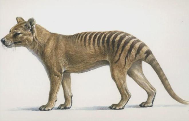 世界首次！喬治·丘奇團(tuán)隊(duì)“復(fù)活”已滅絕一萬(wàn)多年的“冰原狼”計(jì)劃2028年復(fù)活猛犸象(圖8)