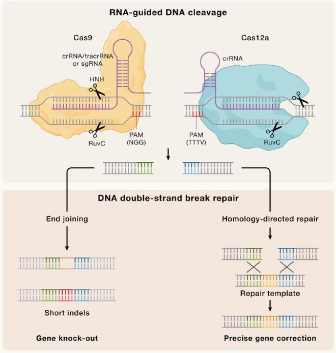 Cell｜CRISPR基因編輯技術(shù)的過去、現(xiàn)在和未來(圖2)