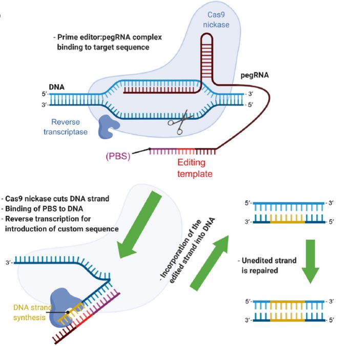 Cell｜CRISPR基因編輯技術(shù)的過去、現(xiàn)在和未來(圖5)