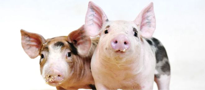 美國批準(zhǔn)CRISPR基因編輯豬用于食品未來或?qū)轲B(yǎng)豬業(yè)帶來變革(圖1)